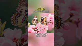 #五音療愈 #養心曲 #修心養性禪悟人生 #國樂#化蝶
