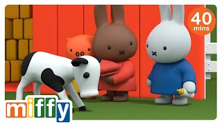 MooMoo! | Miffy | Cartoons for kids