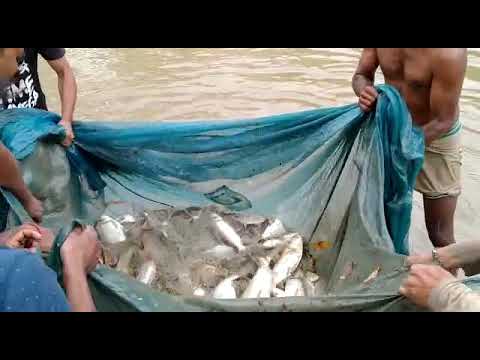 OMG Fish...