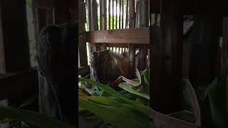 Java goat #animals