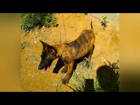 Pastor Holandês - Dutch Shepherd 3 meses ninhada Stalker vs Viking FCI - CANIL PATAS PRETAS CPP#12