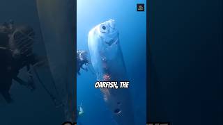 Is This the Most Mysterious Fish on Earth? 🌎 🐟 #shorts #oarfish