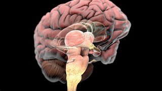 Complex Regional Pain Syndrome (CRPS)