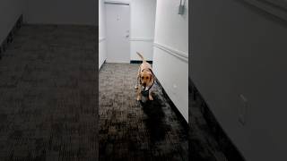 Better catch me if you can! 🐕#labrador #yellowlab #dogshorts #likeandsubscribe