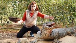 Lica Daily Life: Harvesting Apples Green & Goes to Market Sell! | Attacked by KOMODO Dragon!