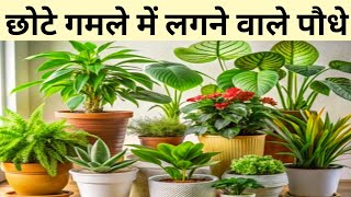 Plants that can easily grow in 5 to 6 inch pots 👉Plants for small pots#moonsoonplant
