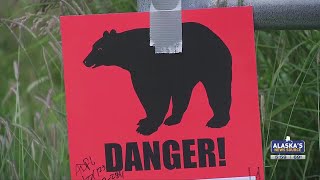 ‘Dragged off the trail’: Brown bear’s whereabouts unknown following Anchorage mauling