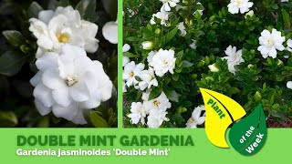 DOUBLE MINT GARDENIA | Gardenia jasminoides 'Double Mint'
