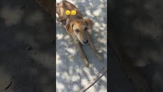 #dogslovers  street 🐕🐕 in my school ❤❤ #trending #trendingvideo #yutubeshorts #dogslover #viral
