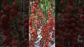 Tomato farming in china | Tomato greenhouse farming #tomato #farming #shorts