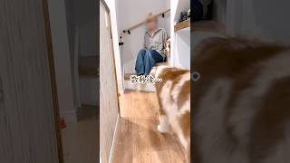 片時も飼い主から離れない犬達が可愛すぎた😂♡【ボーダーコリー・オーストラリアンシェパード】#shorts