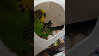 🦜🥚Budgie birds 🥚🦜 #videos #lovebirds #bird #lovebird #birdlove #twolovebirds #love #parrot