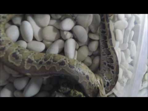 Python curtus breitensteini shedding