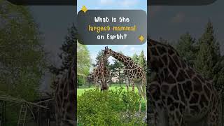 ANIMAL Trivia quiz #shorts #quiz #quiztime #animalquiz  #trivia #quizblitz #sciencequiz