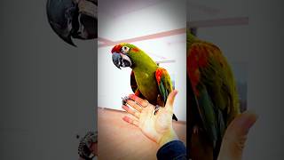 Up Close with a Rare Red-Fronted Macaw Bird Lovers Will Love This This Colorful Parrot Just Stole...