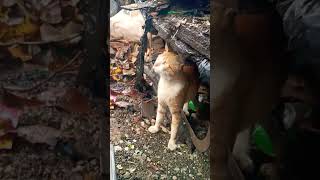 perfect sound with cat #cat #cat #petsunited #funnycat #funnycat #funny #funny #pethumor #pethumor