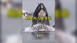 鯨魚向人類求助！ #潮汐守望者 #野生動物零距離
