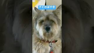 栃木弁でぼやく犬#犬 #いぬのいる生活 #栃木なまり