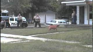 Hutch police shoot, kill pit bull that bit officer