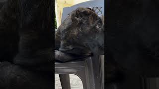#trendingvideo  my thor babu ❤❤ #trending #dogslovers #yutubeshorts #viral #dogbreed #dogslover
