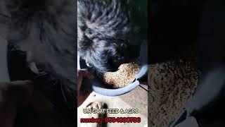 #feed #goatfeed #goatmeat #goatnutrition #doglover #goatlovers #goatfeeder #goatpower