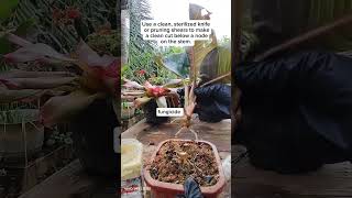 Propagation tips |  To successfully propagate Aglaonema from stem cuttings #usefultips