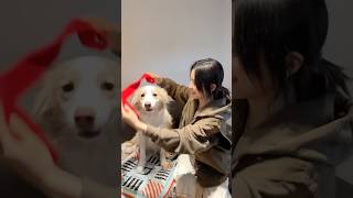 被姐姐宠爱好快乐#狗狗 《我会好好的》#电影 #我会好好的