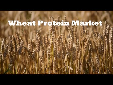Wheat Protein Market | Rising Adoption of Plant-based Diets | Know its Market Size, Share