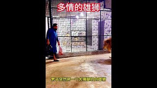 男子給雄獅餵食大豬蹄，卻給母獅餵食神秘食物，雄獅吃醋了 #動物的迷惑行為 #動物世界 #人與動物和諧共處 #獅子 #野生動物零距離