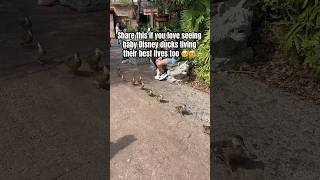 The luckiest ducks on earth! #disneyworld #disneyducks