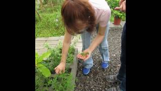 頭城香草娜娜森林，農場DIY手作茶樹精油蒸餾體驗20160525