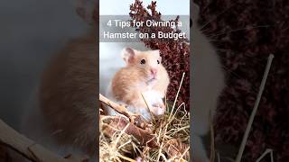 Owning a Hamster on a Budget! - Where to Find Cheap Pet Supplies 🐹💸