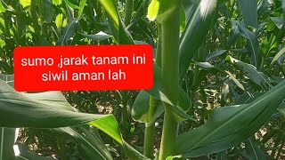 Spill sumo cegah siwil efektif