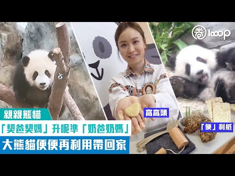 【短片】【親親熊貓】「契爸契媽」升呢準「奶爸奶媽」 大熊貓便便再利用帶回家