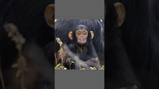 Monkeyson