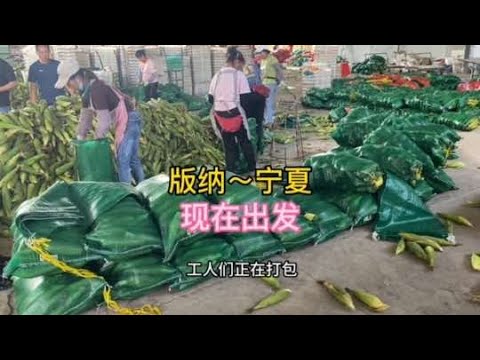 這段時間跟玉米缸上了，全程2700公里，出發寧夏銀川。#一定要看到最后