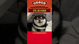 谁能拒绝一只这么可爱的豆柴呢 #柴犬 #豆柴 #娱乐评论  #shorts