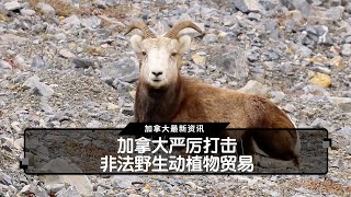 加拿大严厉打击非法野生动植物贸易