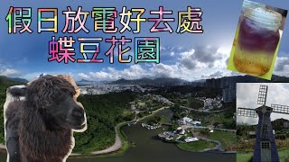 [戶外好去處]市區有機農莊,親子放電好去處-蝶豆花園 #ButterflyValley #4K #航拍 #DJI #大埔好去處 #蝶豆花園  #羊駝 #天鵝船 #倉鼠跑步器 #風車 #幸福橋
