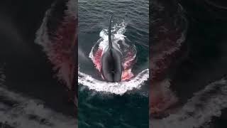Orca Whale Attack Caught on Camera! Nature’s Apex Predator in Action 🐋🔥#shorts #fypシ゚viral #foryou