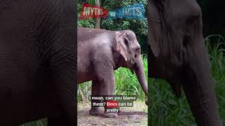 FACT or MYTH❓  Elephants Are Afraid of Mice 🐘🐭