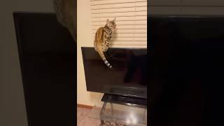 Teaching My Cat What's FUN And NOT FUN! #Catfails