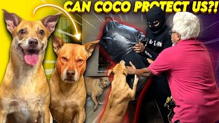 Can COCO Be A Guard Dog? 🔥| Vechi senjita engala 🥲🤕