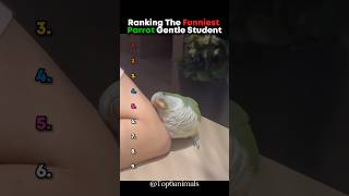 Ranking The Funniest Parrot Gentle Student 🤣 #parrot #shorts