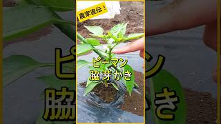 【ピーマン】一番肝心な脇芽かきと整枝方法【有機農家直伝！無農薬で育てる家庭菜園】　25/5/20　#shorts