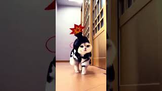 funny cat walk 🤣 #cat #worldofanimals #pets #catshorts #kitten #animals