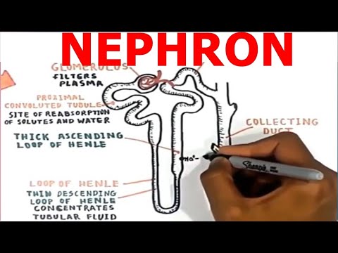 Nephron. Renal structure and Glomerular Filtration