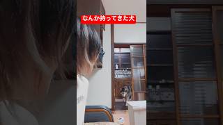 ウロウロしてるなーと思ったら！　　　　　　　TikTokも見てねー！ #ハスキー #犬のいる生活 #田舎暮らし