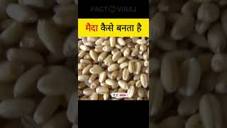 मैदा कैसे बनता है 😲 | How is Maida Made?