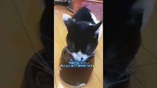 お腹の弱い猫🐈️